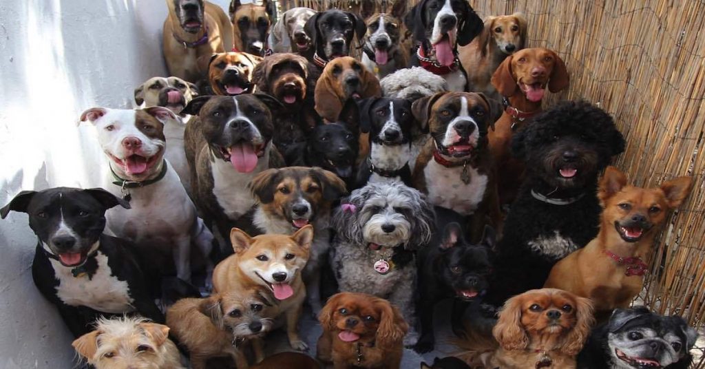 How many dog breeds are there in the world? KnowMyDog