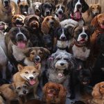 Which dog breed is best