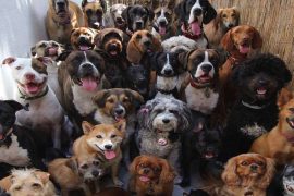 Which dog breed is best
