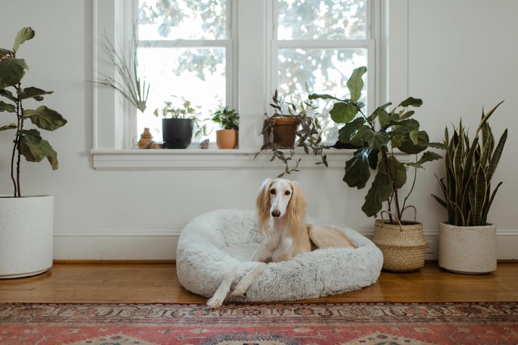 Best dog beds for labs