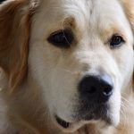 Which dog is best for beginners