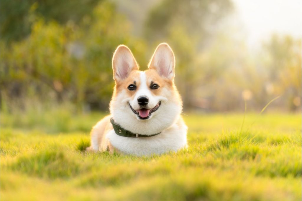 10 Best Accessories That Every Senior Dog Needs