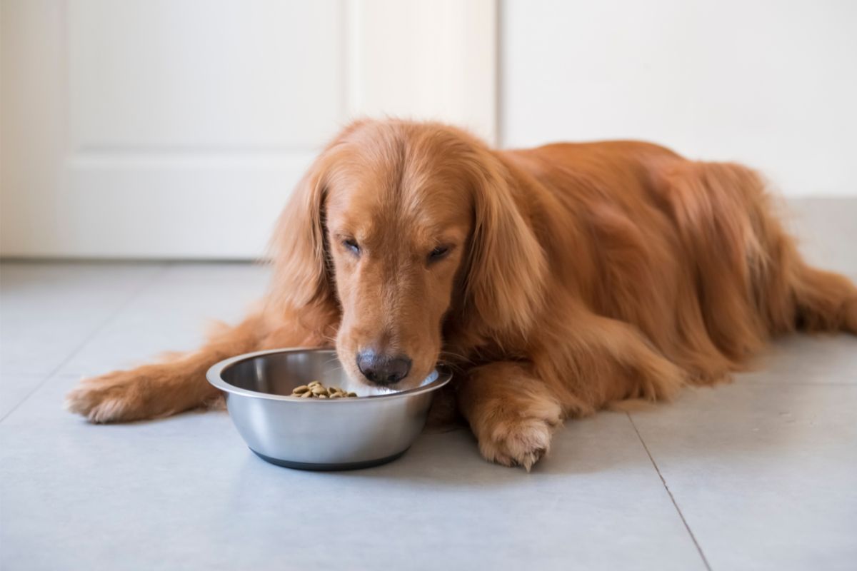 Do Senior Dogs Need More Protein? (Protein And Your Senior Dog)