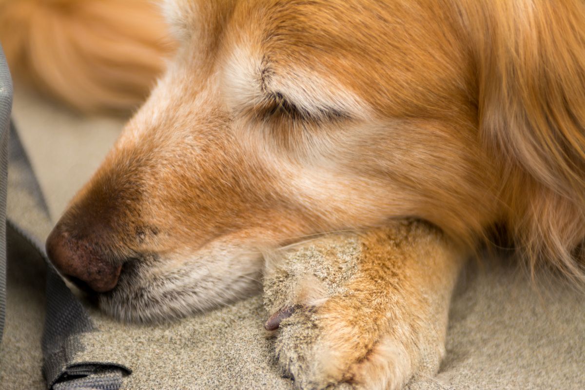 how-many-hours-a-day-do-senior-dogs-sleep-is-there-a-thing-as-too-much