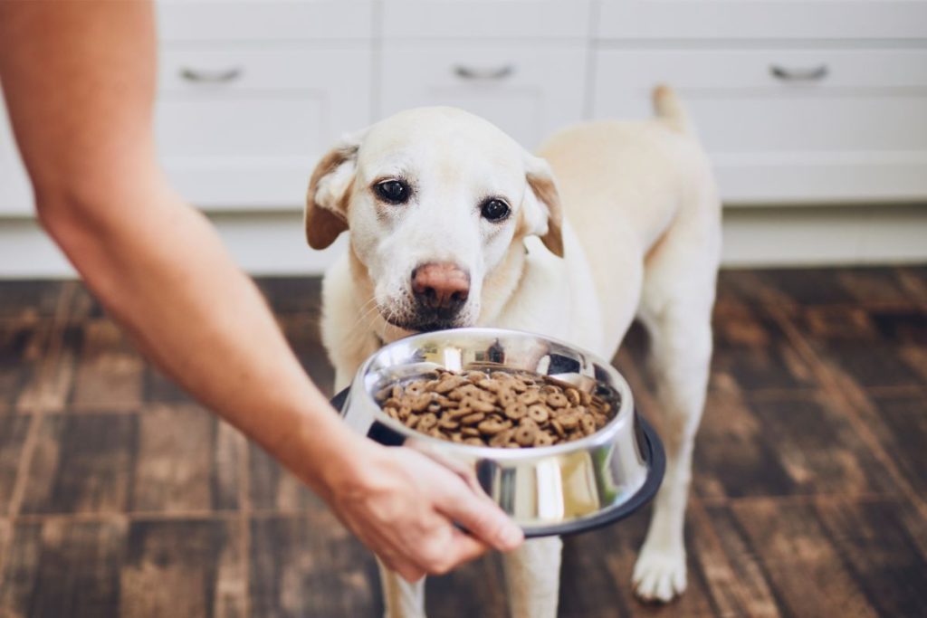How Often Should You Feed An Older Dog