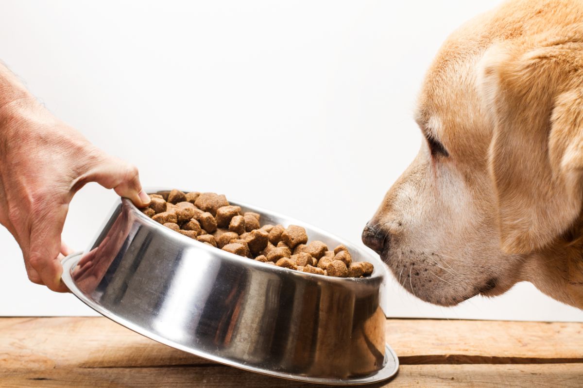Senior Dog Food Vs Regular Dog Food - What's The Difference?