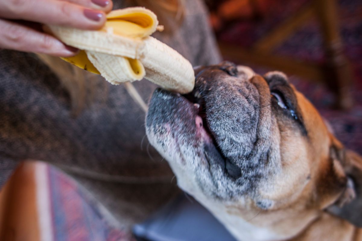 Can Senior Dogs Eat Bananas, and Are They Good for Them?