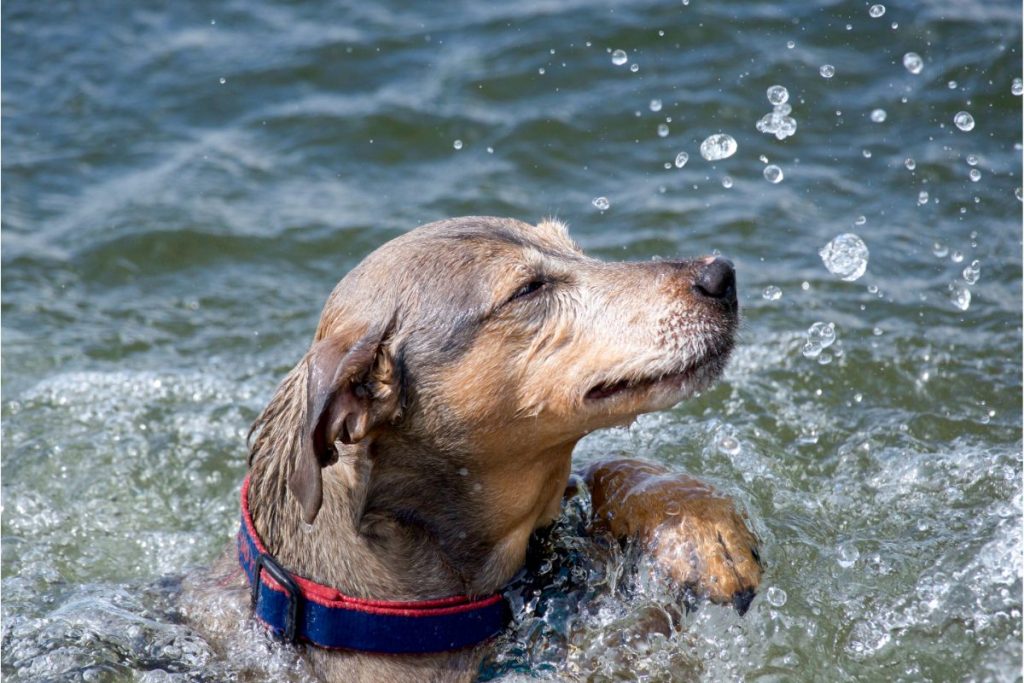 is swimming good for senior dogs