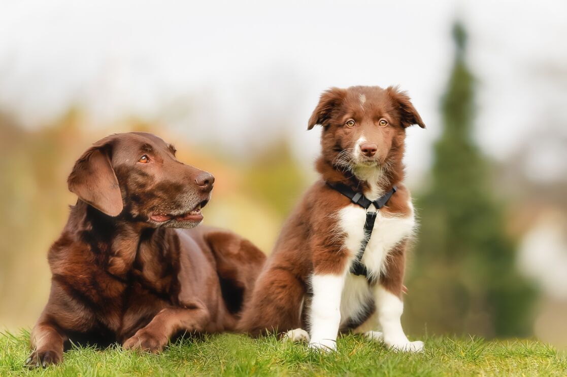 Choosing The Right Companion For Your Senior Dog
