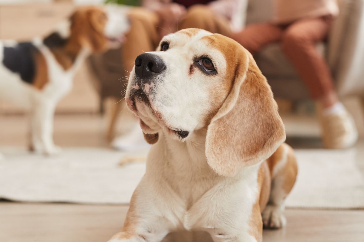 Does My Senior Dog Need A Companion (Should You Get A Puppy Companion For Your Older Dog) (1)