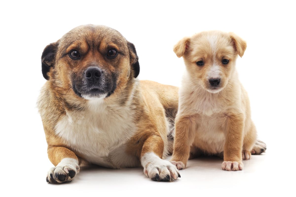 Does My Senior Dog Need A Companion (Should You Get A Puppy Companion For Your Older Dog) (2)