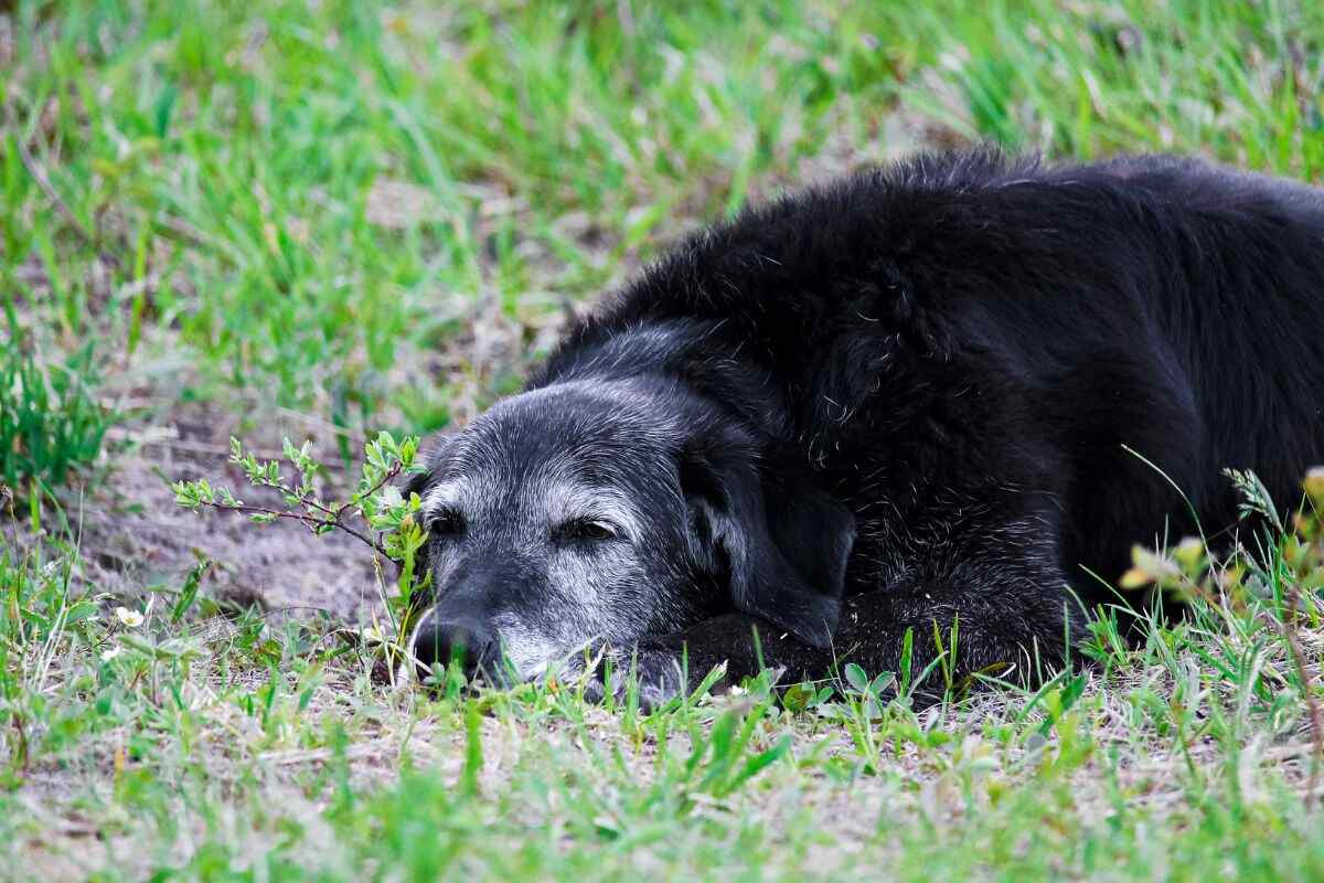 senior dog resting on the grass