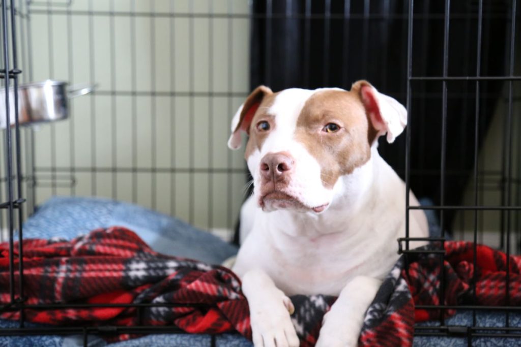 How To Assess Your Senior Dog's Quality Of Life