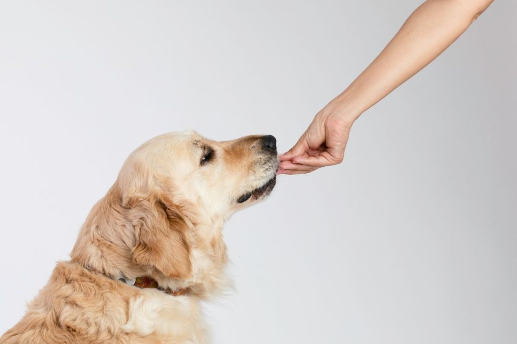 What Is The Best Thing To Feed An Old Dog (Choosing The Best Food For Older Dogs)