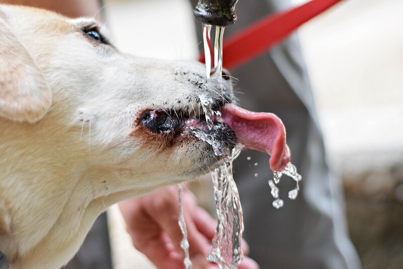 causes of excessive drinking in dogs