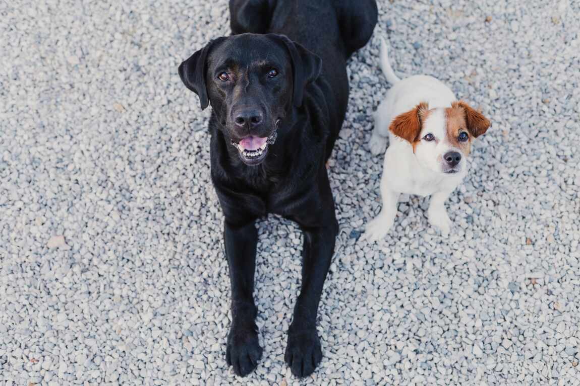 considerations before getting your senior dog a companion