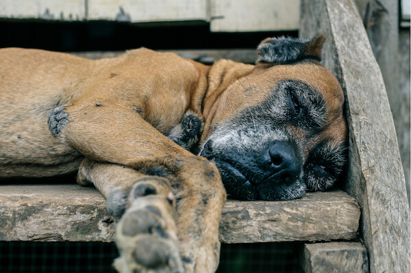 degenerative conditions in old dogs