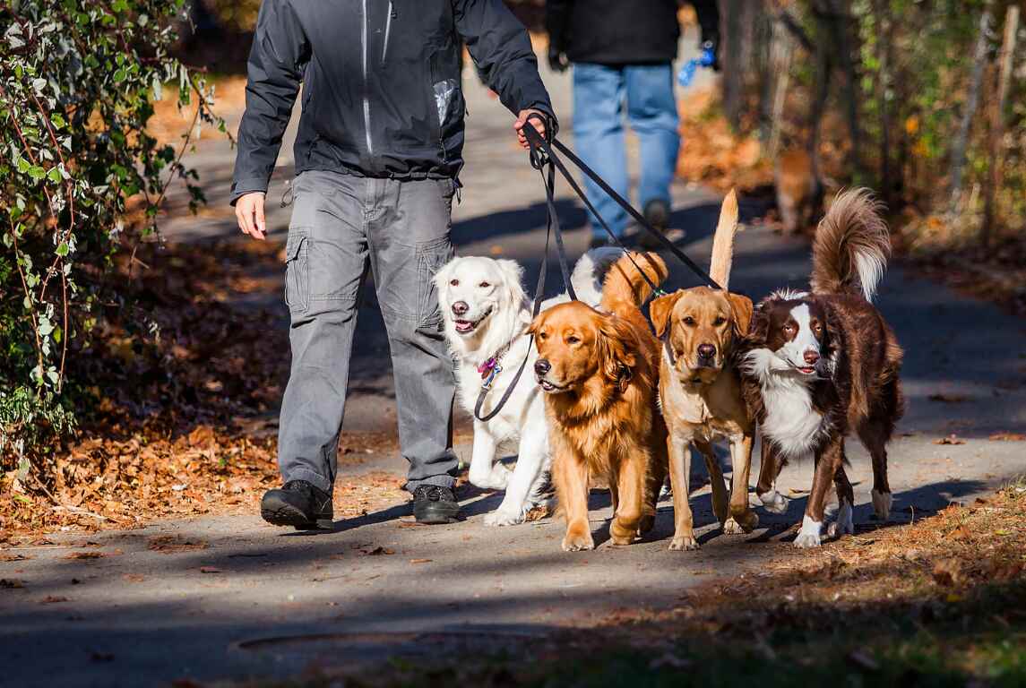 dog walking services
