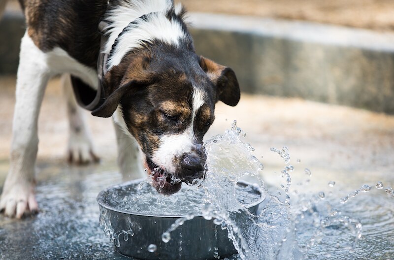 older dog drinking lots of water