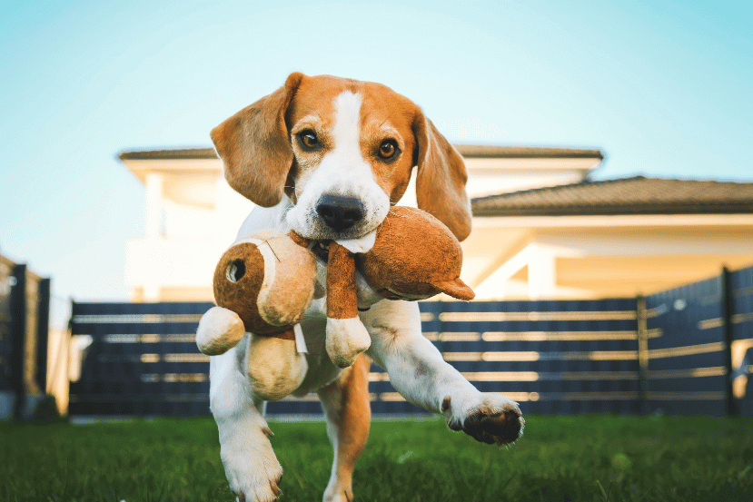 toys for senior dogs with no teeth