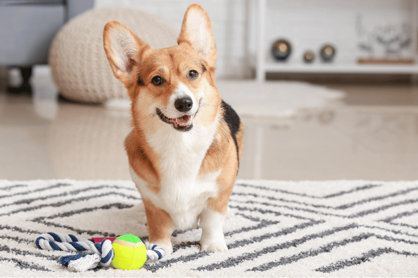 Cute Dog with Toy at Home