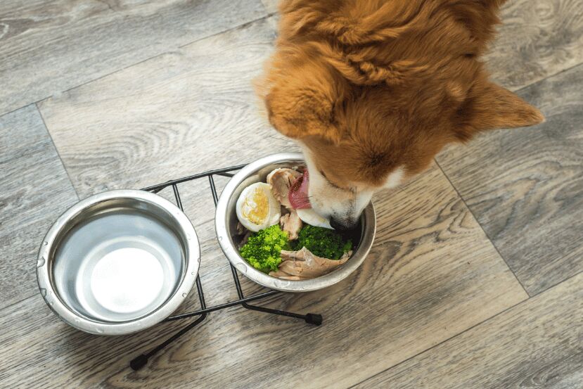 Homemade Treats for Toothless Dogs