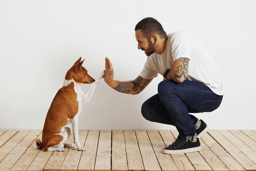 Dog training process at home
