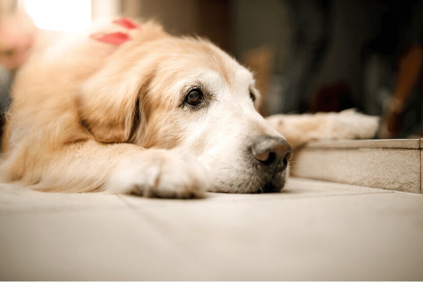 Senior dog lying down, closeup