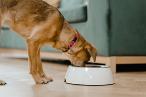 Side view of a senior dog eating in a living room