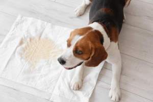 how to train an old dog to pee on a pad