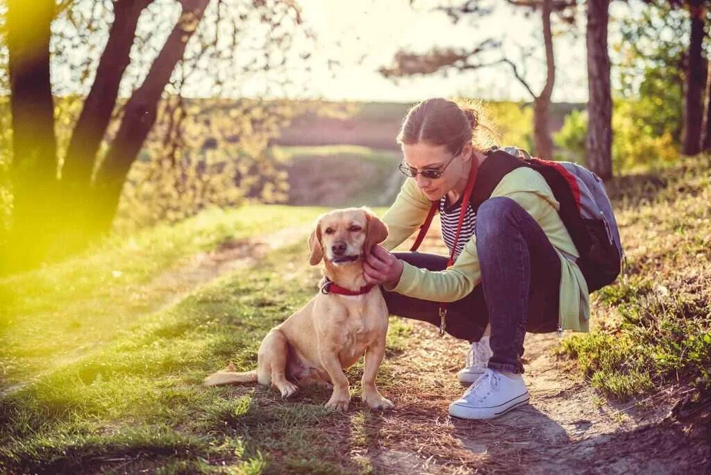 Are dog ticks harmful to humans