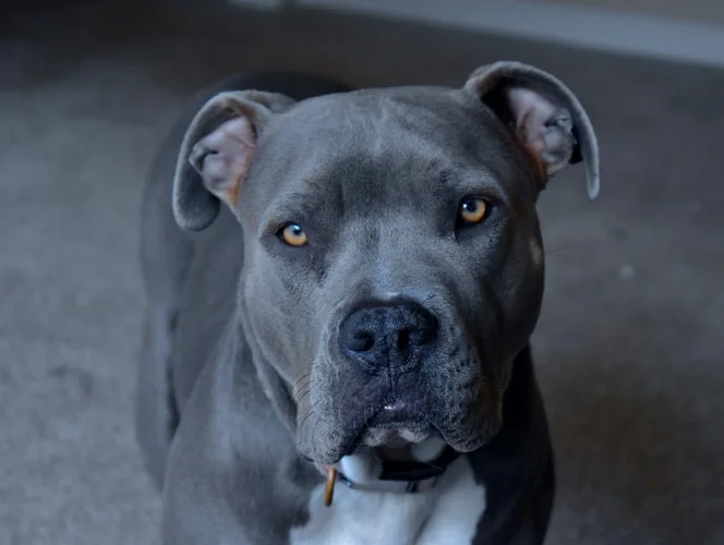 which dog is banned in india
