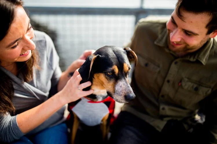 BEST BREATHE FRESHNERS FOR DOGS
