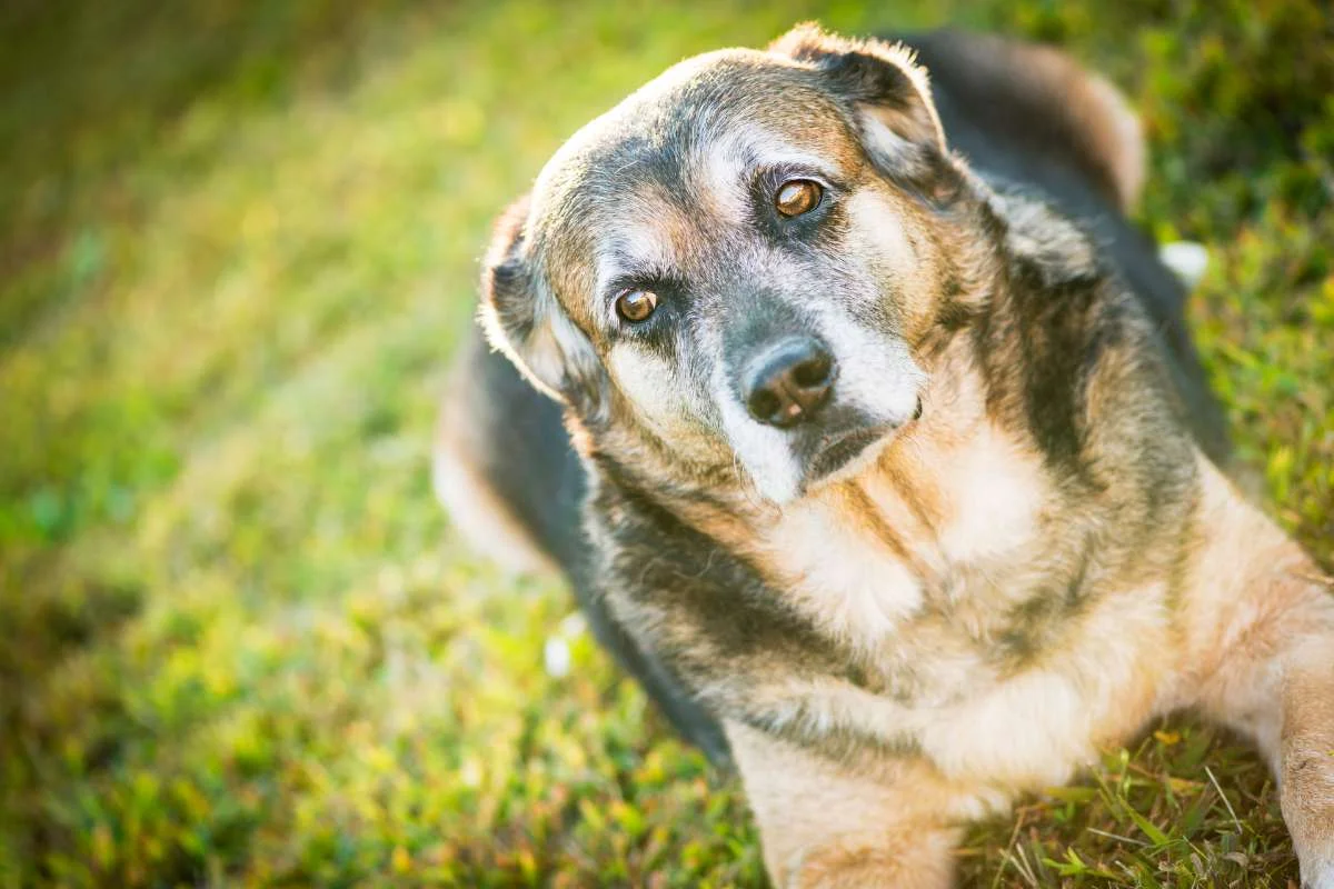 7 Things You Should Avoid When Caring for a Senior Dog