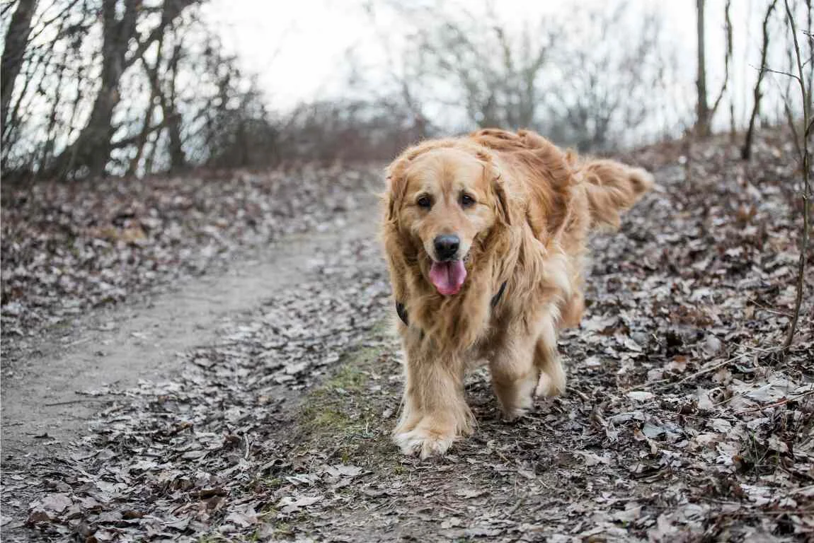 How Can I Improve My Senior Dog's Health