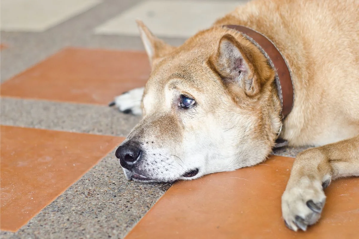 How To Recognize if Your Senior Dog Is in Pain (Keeping Your Old Pup Comfortable)