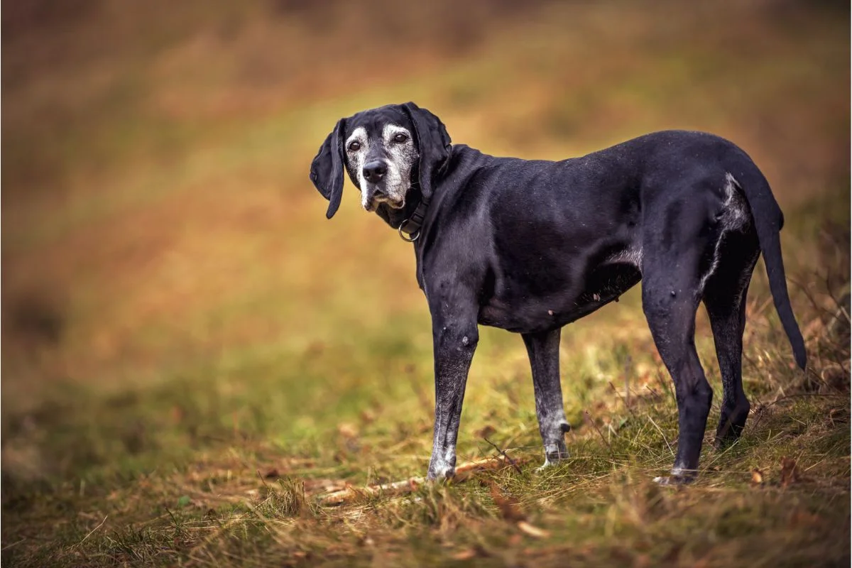 What Are the Signs of Old Age in Dogs?