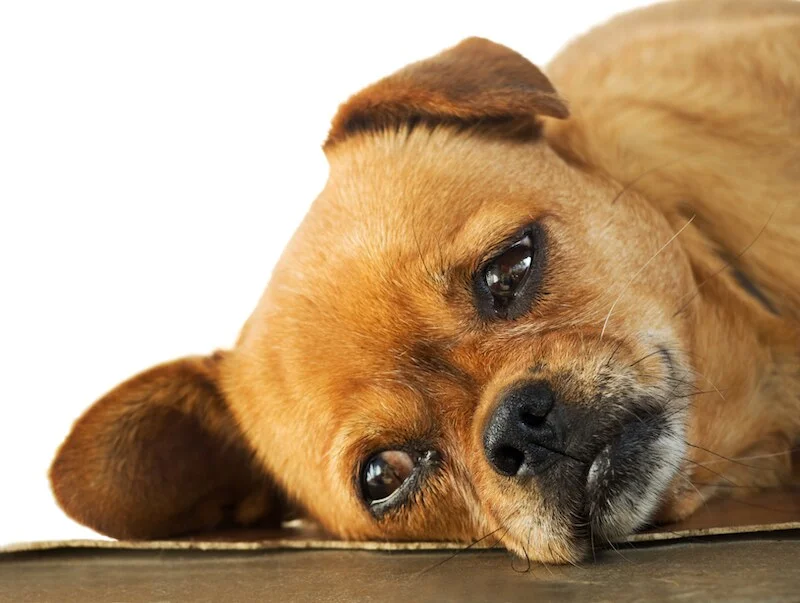 lethargy in dogs