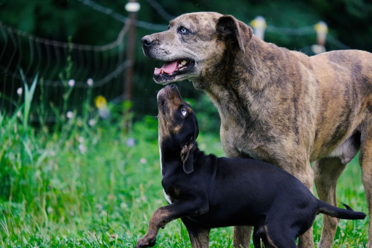 Does My Senior Dog Need A Companion (Should You Get A Puppy Companion For Your Older Dog)