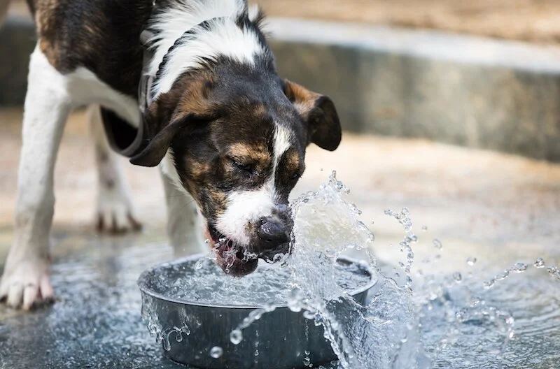 older dog drinking lots of water