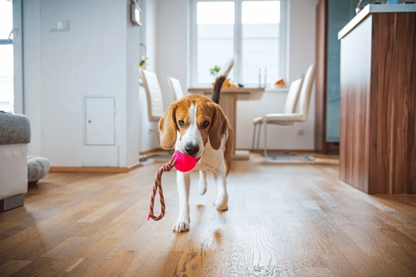 Dog Beagle Fetching a Toy Indoors