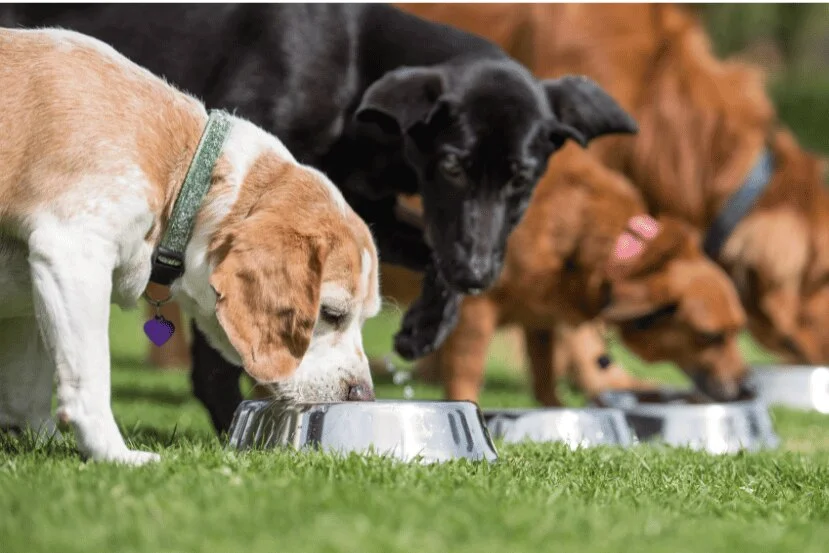 How to Keep Older Dogs from Eating Puppy Food