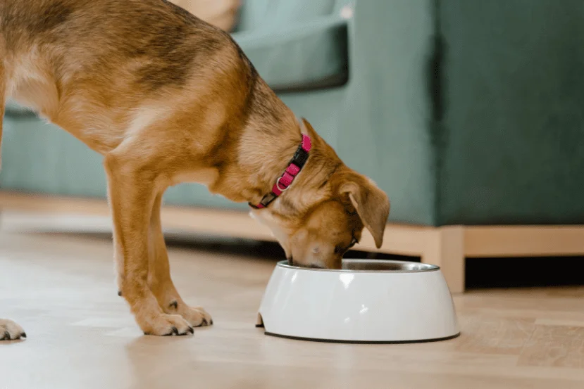 Side view of a senior dog eating in a living room