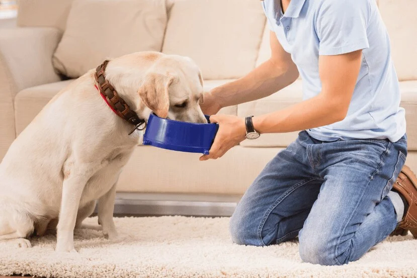 Young man feeding his senior dog at living room