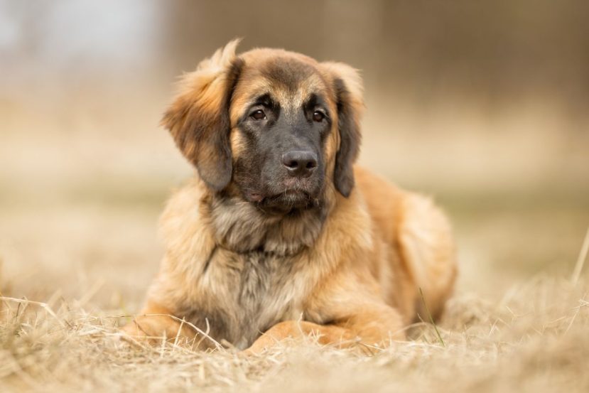 5 Most Common Health Problems In Senior Dogs
