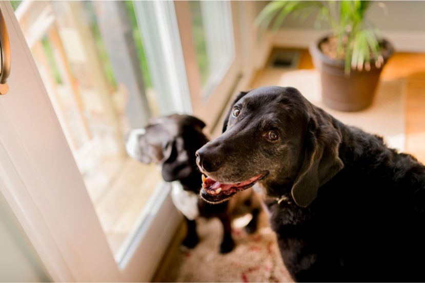 7 Easy Ways To Keep Your Senior Dog Happy