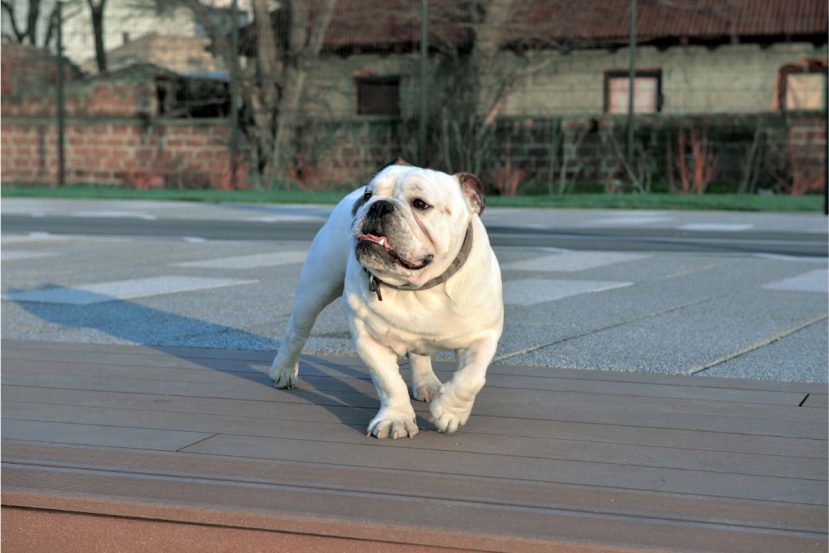 a bulldog walking outdoors