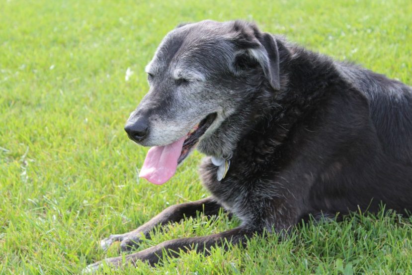 common age equation of dogs vs human years
