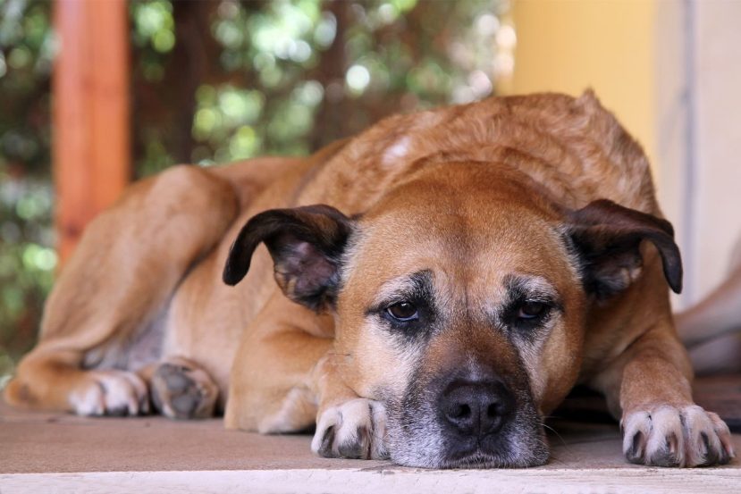 How old is a senior dog?