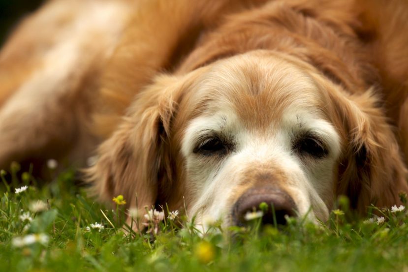 At What Age Is A Dog Considered A Senior (How Old Is Old? Comparing Dog Age To Human Age)​